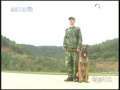 军事纪实 和军犬相伴的日子
