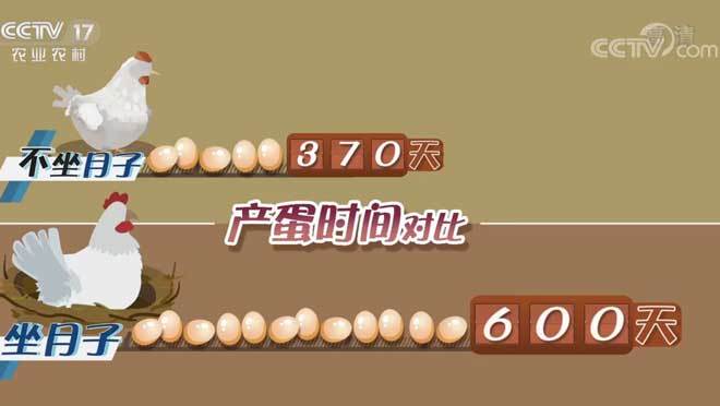 致富经 《致富经》 20200720 新招养鸡 蛋中求财
