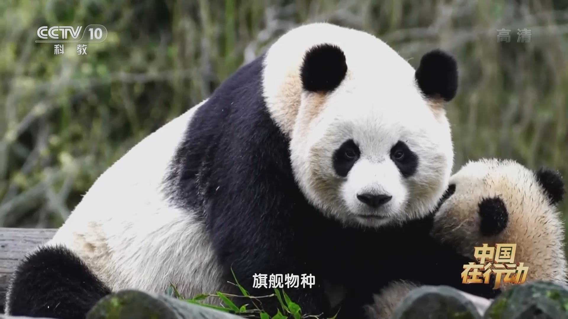 《中国在行动》 20211012