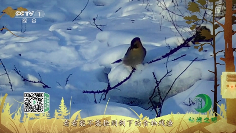 秘境之眼 《秘境之眼》 紫貂 20220702