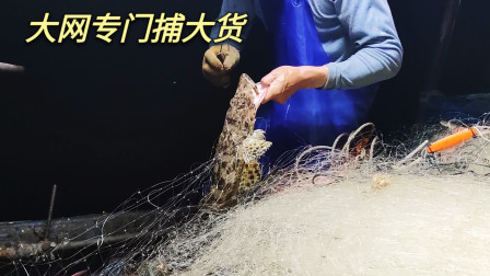 南澳岛赶海日记 彪哥在外海用大网抓大货，既有8斤的大头鱼，又有6斤的大牛尾
