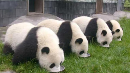 世界那么大，为什么只有中国才有熊猫，其他国家没有呢？