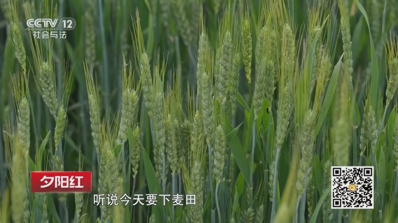夕阳红 《夕阳红》 20260606 芒种舒身（2）