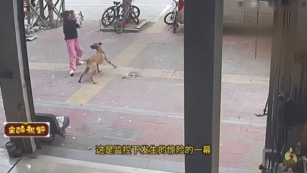 品人生百味第二季 狂犬惊魂：一只大狗袭击母子俩，没想到是条疯狗，这下危险了