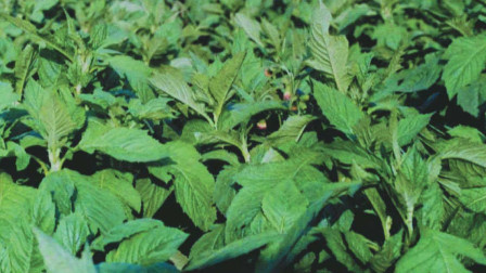 农村人称“飞机草”的野草，是世界公认有毒杂草！