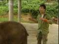 绿野寻踪 《绿野寻踪》会学习的动物