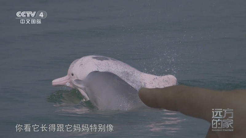 远方的家 《远方的家》 20260210 山河锦绣看中国 钦州的多彩生活