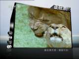 动物世界 动物世界 2011年 第104期