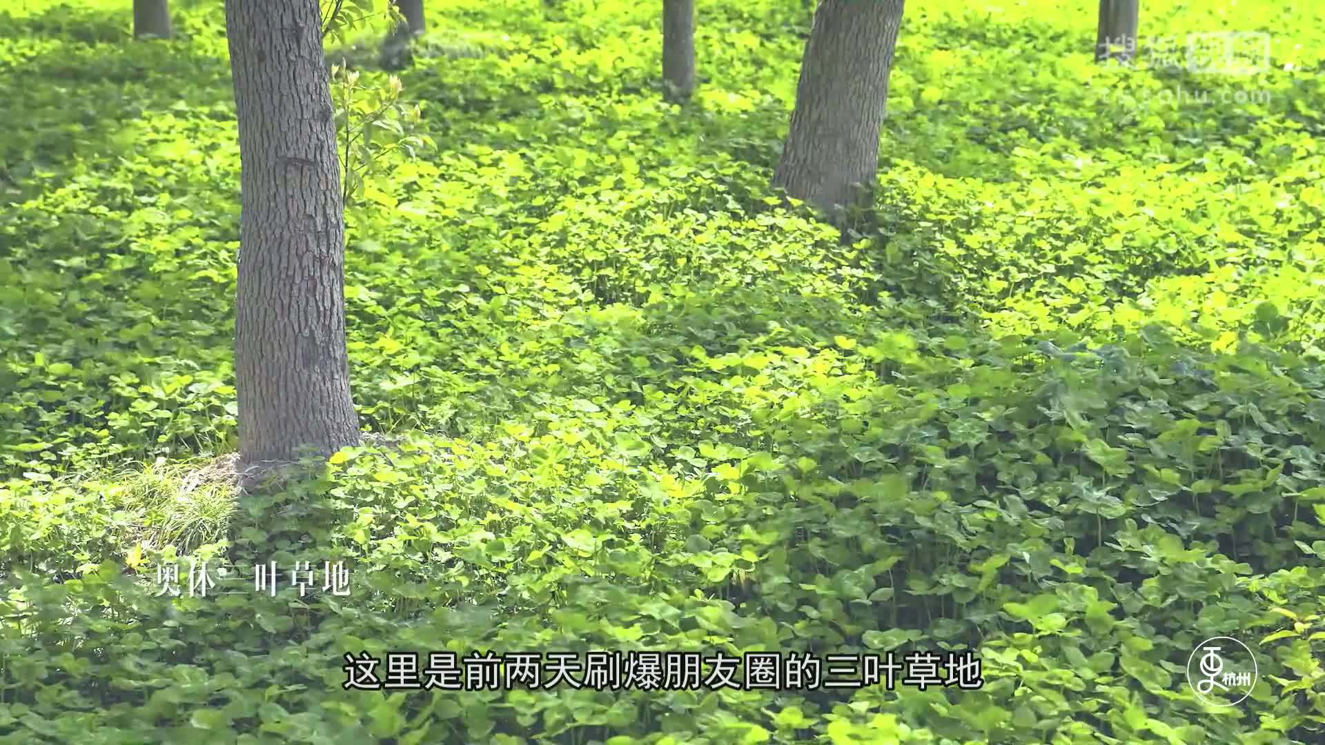 更杭州 更杭州｜杭州春天最不能错过的4条绝美路线，每一条都美到心醉