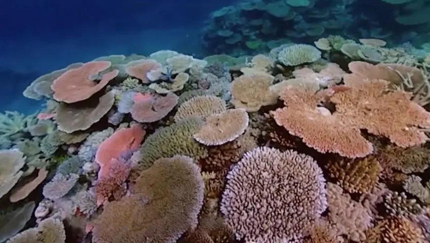 《蓝色星球》第6集