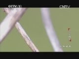 动物世界 《动物世界》 20141027 虫子发明家