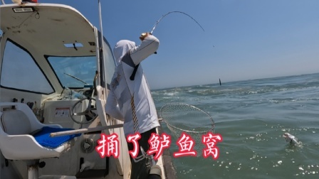 阿杰出海遭遇鲈鱼群塞满整个活鱼仓，这个季节能钓这么多实属难得