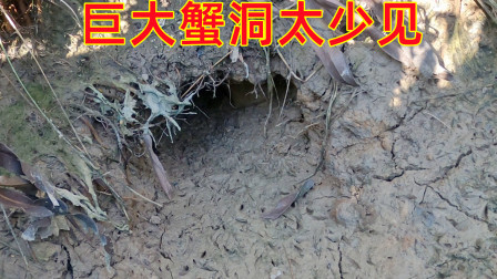 这个螃蟹洞大得吓人，抓出螃蟹的瞬间，摄影师都尖叫起来了