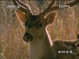 动物世界 《动物世界》 20130212 王者之心（三）