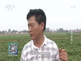 我爱发明 《我爱发明》 20170215 鱼腥草翻腾记