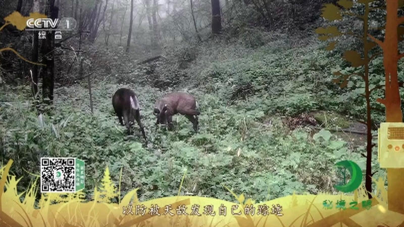 《秘境之眼》 毛冠鹿 20210206