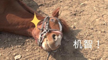 聊斋怪谈 韩国一匹戏精马 别人一骑就装死 偷懒新境界？