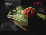 动物世界 《动物世界》 20120401