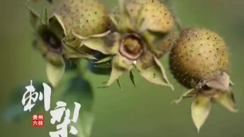 四海漫游 秋季寻羊 烤羊腿