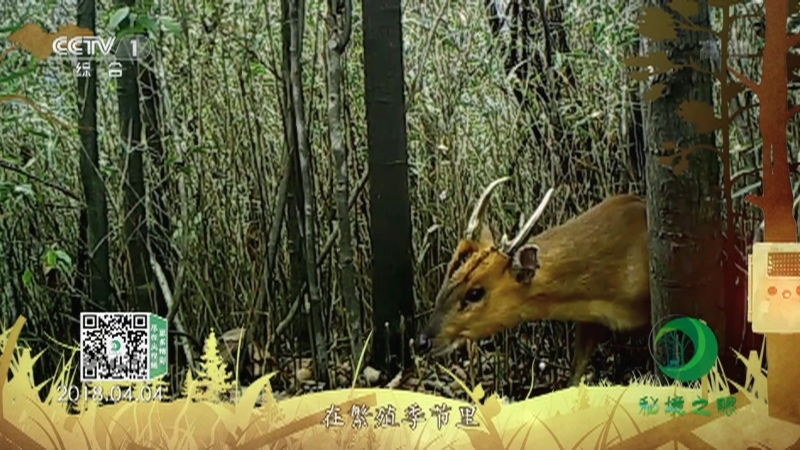秘境之眼 《秘境之眼》 小麂 20220609