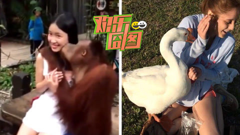 欢乐囧图 成精萌宠调戏人类太心机