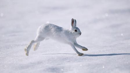 半岛奇闻 这种兔子像一团雪球, 萌化人心成网红, 但是站起来形象就毁了!