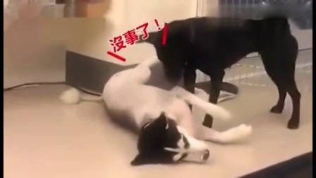 蓝天娱乐快报 2016 7月 哈士奇患癫痫抽搐不止 黑狗小伙伴安抚瞬间平息 160711