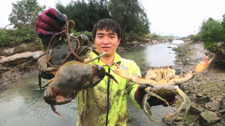 思乡渔夫赶海 降温了，大青蟹不是很好抓了，但个头越抓越大