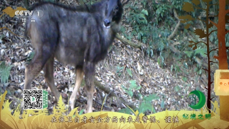 《秘境之眼》 中华鬣羚 20210410
