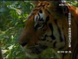 动物世界 我们的故事 虎妈妈的五口之家