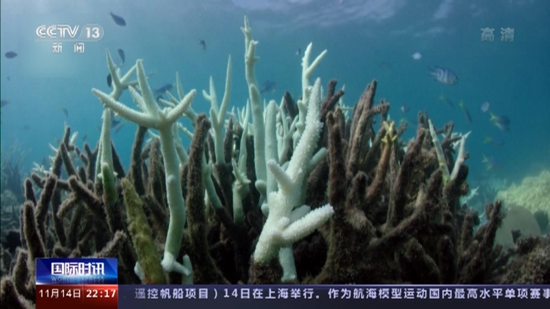 国际时讯 《国际时讯》 20221114