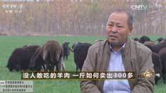 致富经 [致富经]没人敢吃的羊肉 一斤如何卖出300多 20161219