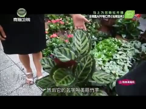 时尚家居 《时尚家居》 20140925 吴晓悯 绿意满屋