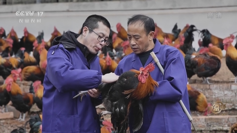 致富经 《致富经》 20220304 养鸡高手 先人一步巧生财