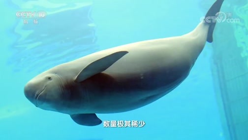 地理中国 《地理·中国》 20200624 水下疑影·长岛追踪