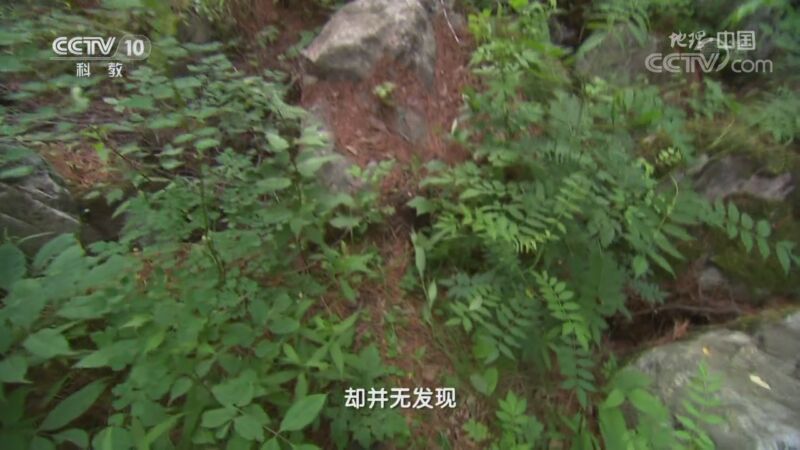 地理中国 《地理·中国》 20200826 植物传奇·太白山怪草