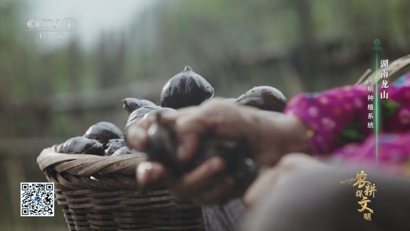 《农耕探文明》 第18集 湖南龙山 油桐种植系统