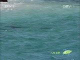 人与自然 《人与自然》 20141007 自然发现：南太平洋——大洋中的岛屿（下）