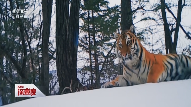 《法治深壹度》 20260228 打卡国家公园 法治一路同行 第3集 东北虎豹国家公园
