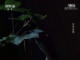 自然传奇 《自然传奇》 20170906 生存法则