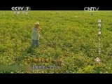 致富经 《致富经》 20150408 赢在未来——农产品电商崛起 第三集 神奇的推手