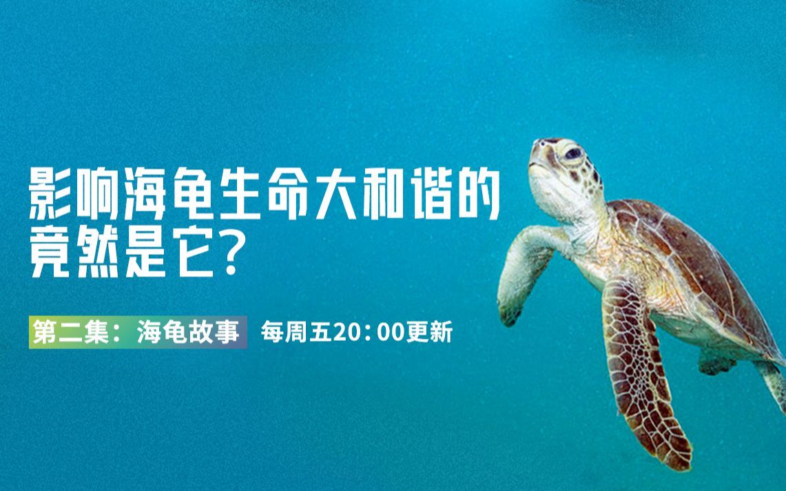 影响海龟生存的究竟有什么