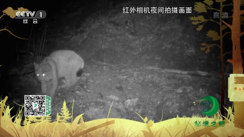 《秘境之眼》 猞猁 20210110
