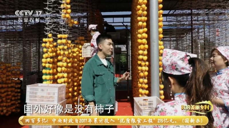 《我的美丽乡村》 20210406 年年岁岁柿柿红