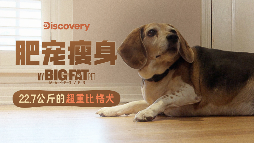 抢食物的比格犬