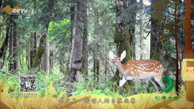 秘境之眼 《秘境之眼》 梅花鹿 20220129
