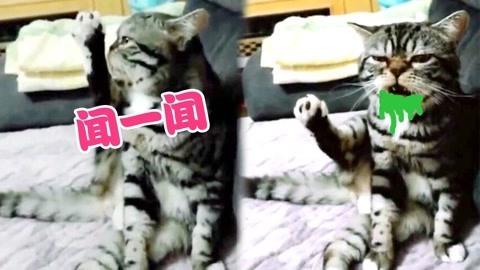爆笑精选 猫咪舔脚被自己臭到怀疑猫生，如何让孩子赢在起跑线？