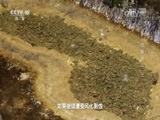 地理中国 《地理中国》 20161116 石林迷云（上）