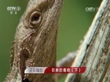 人与自然 《人与自然》 20161103 巨蜥的毒吻（下）