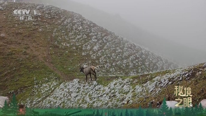 《秘境之眼》 天山马鹿 20260122